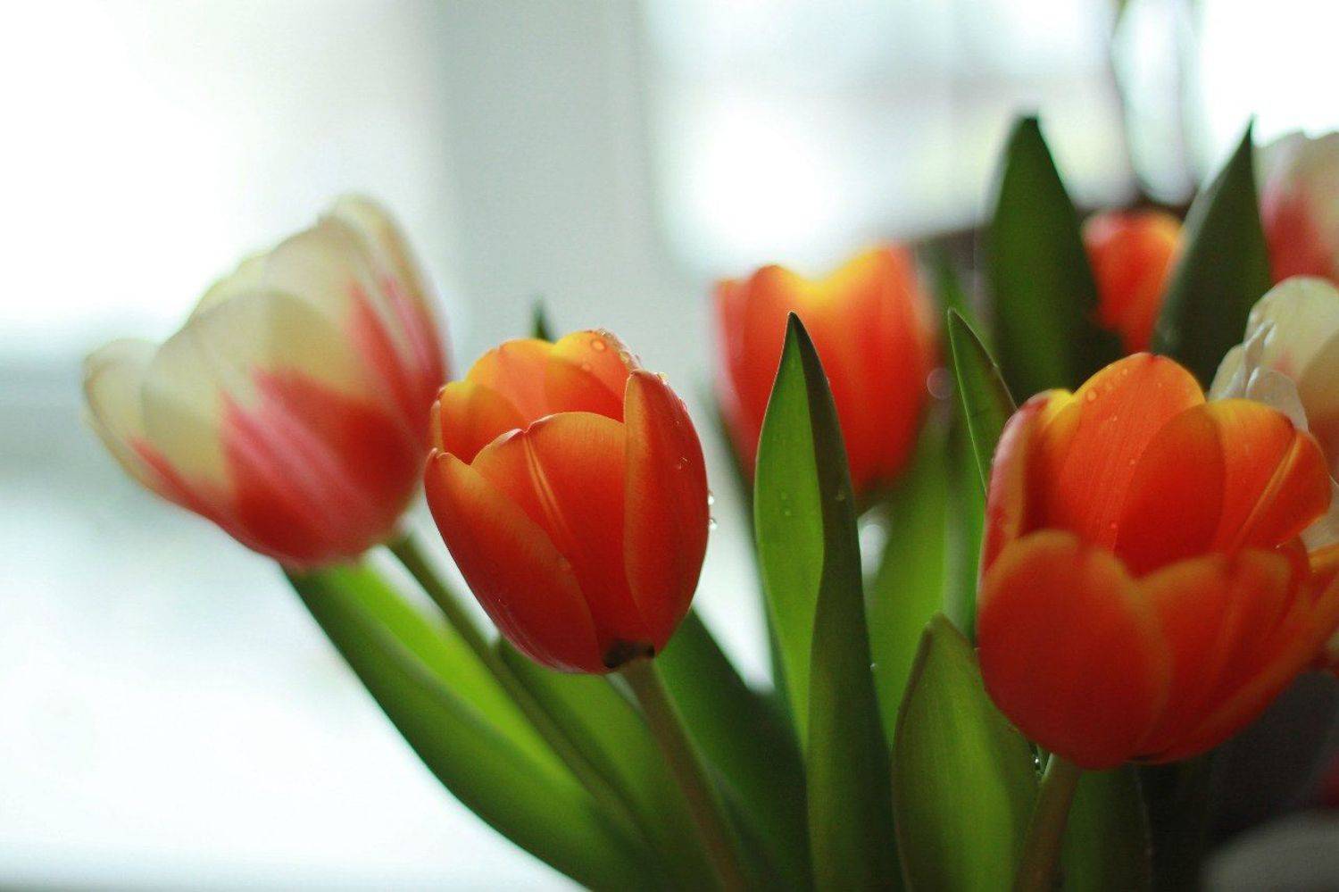 , Крикунова Лена