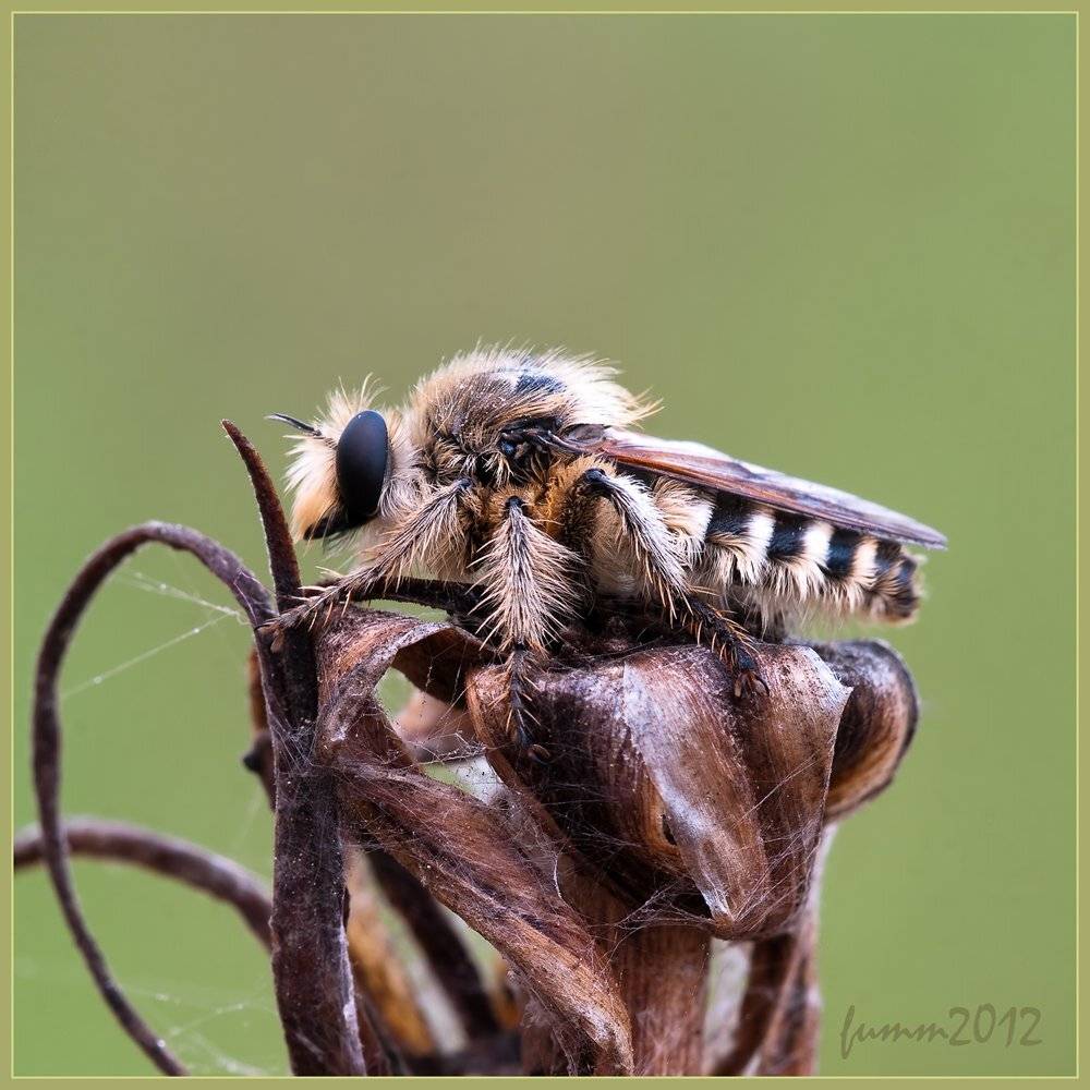 , Игорь ФУММ