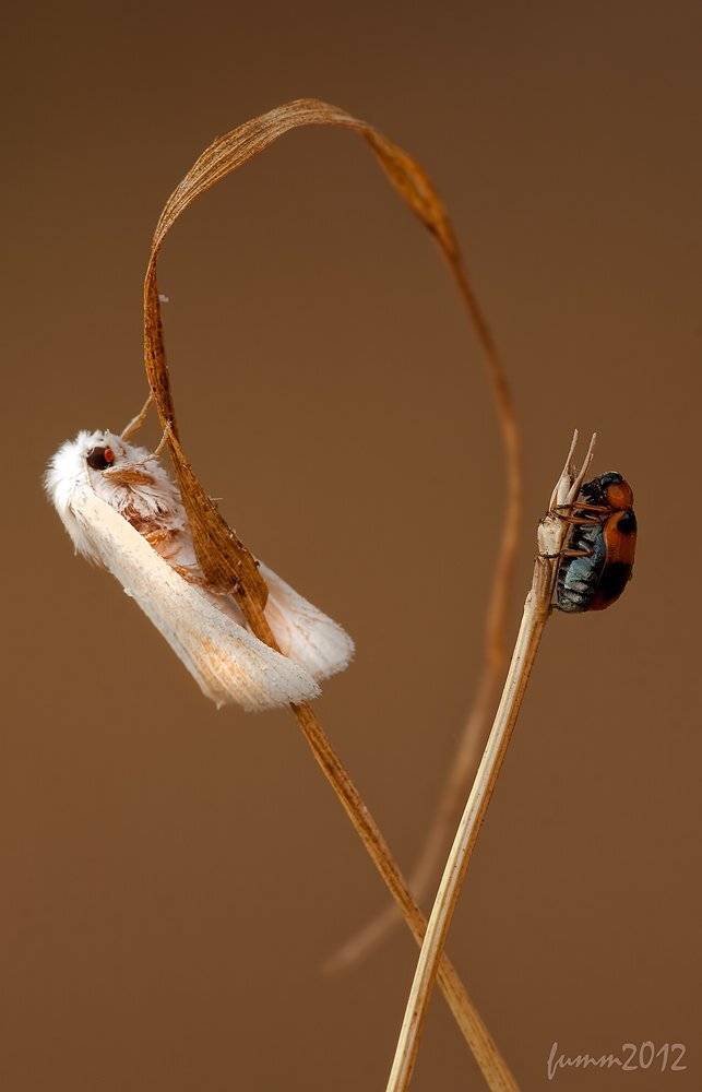 , Игорь ФУММ