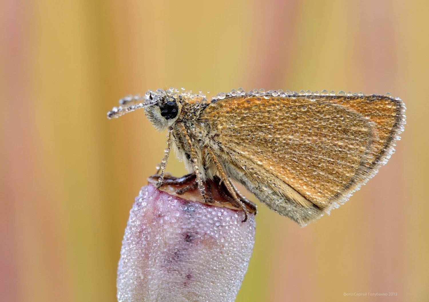 , Сергей Голубенко