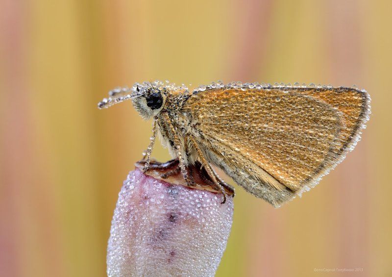 Толстоголовка фото превью