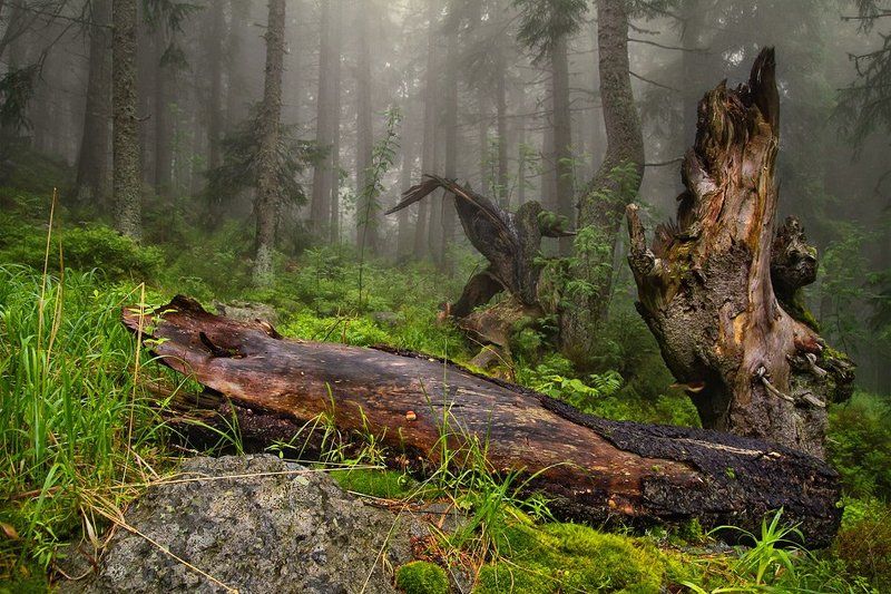 Vitosha forest фото превью