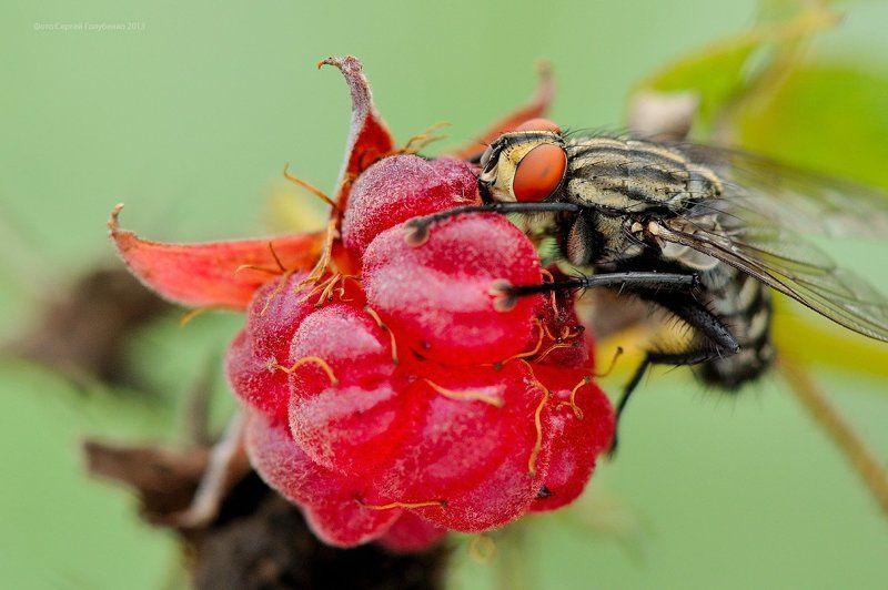 Муха и малина фото превью