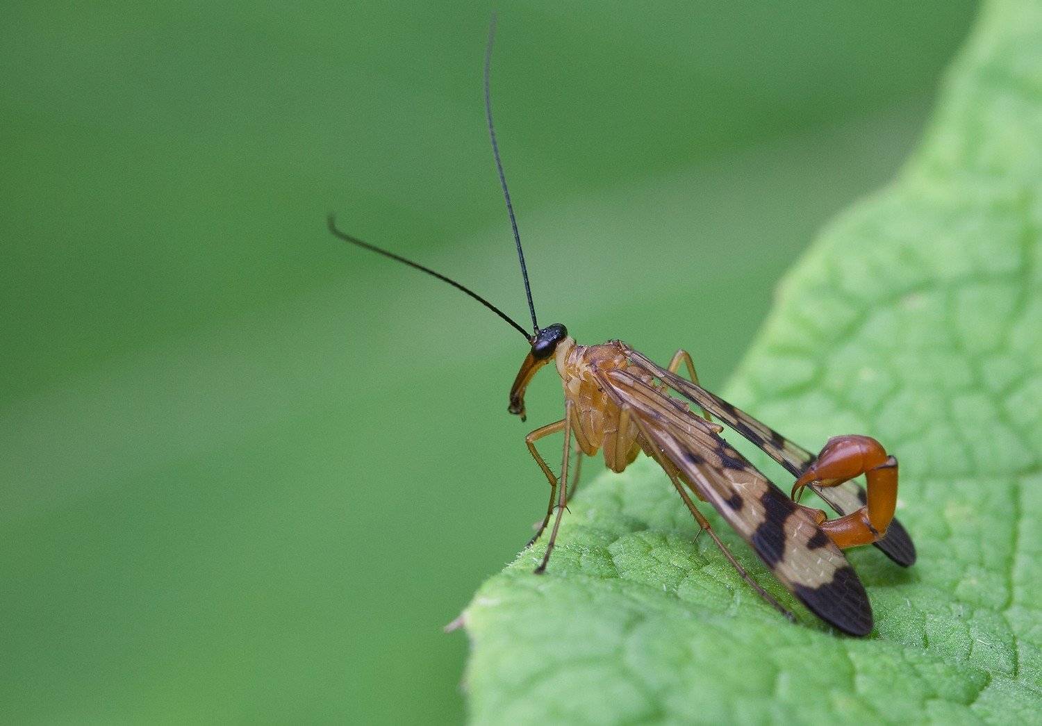 муха, скорпионница, Евгений Слободской