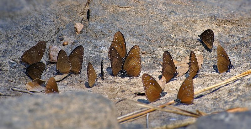 macro, closeup, макро,  gnilenkov Хороводы... фото превью