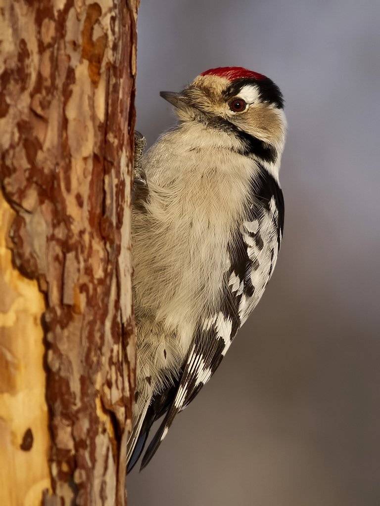 , Ляпустин Юра