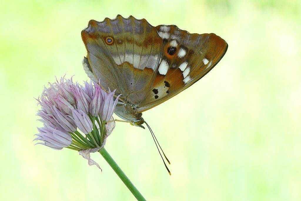 , Сергей Таланов