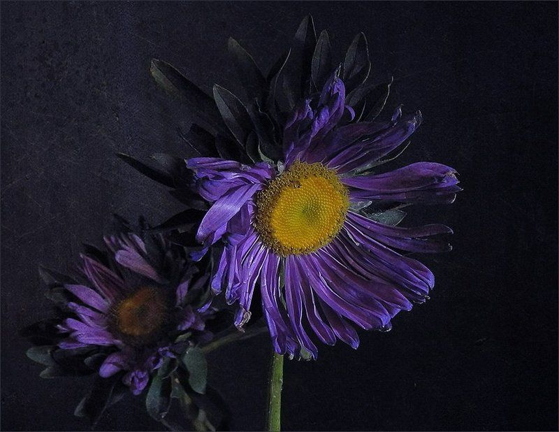 Предвестницы осени фото превью