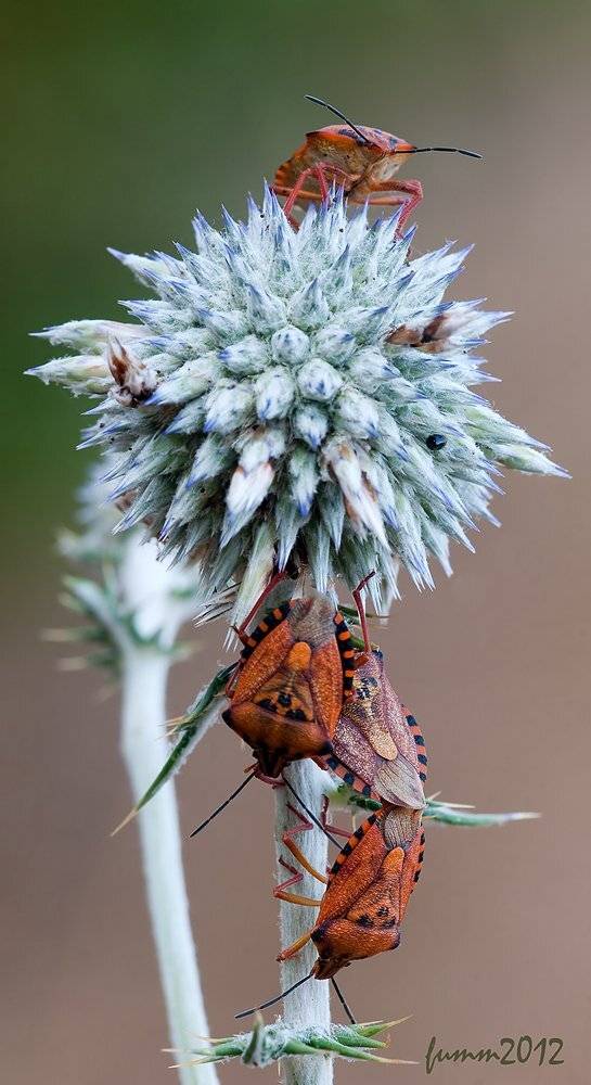 , Игорь ФУММ