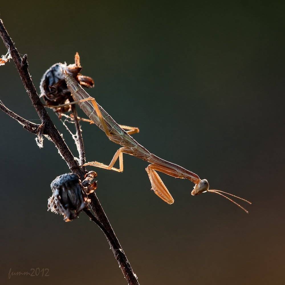 , Игорь ФУММ