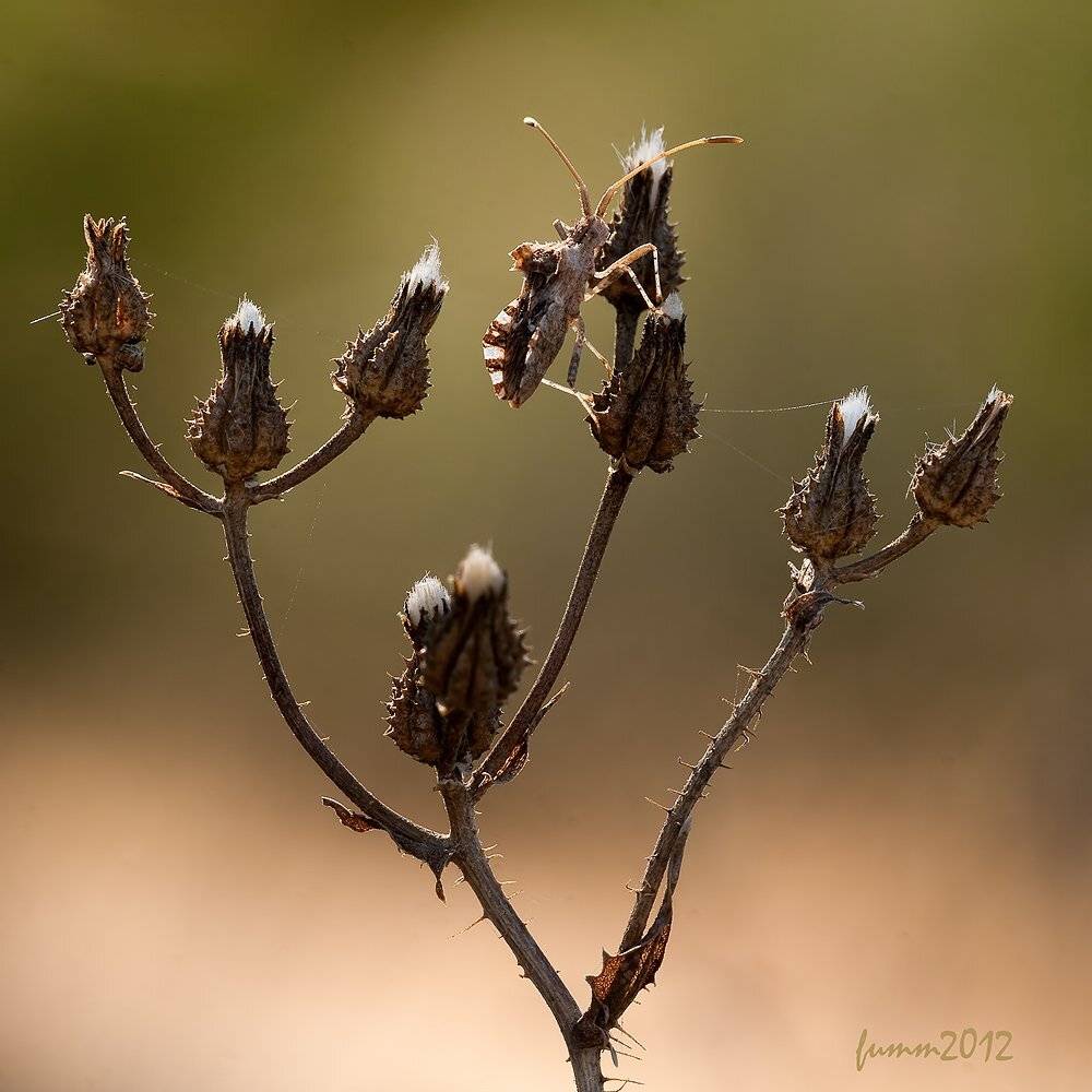 , Игорь ФУММ