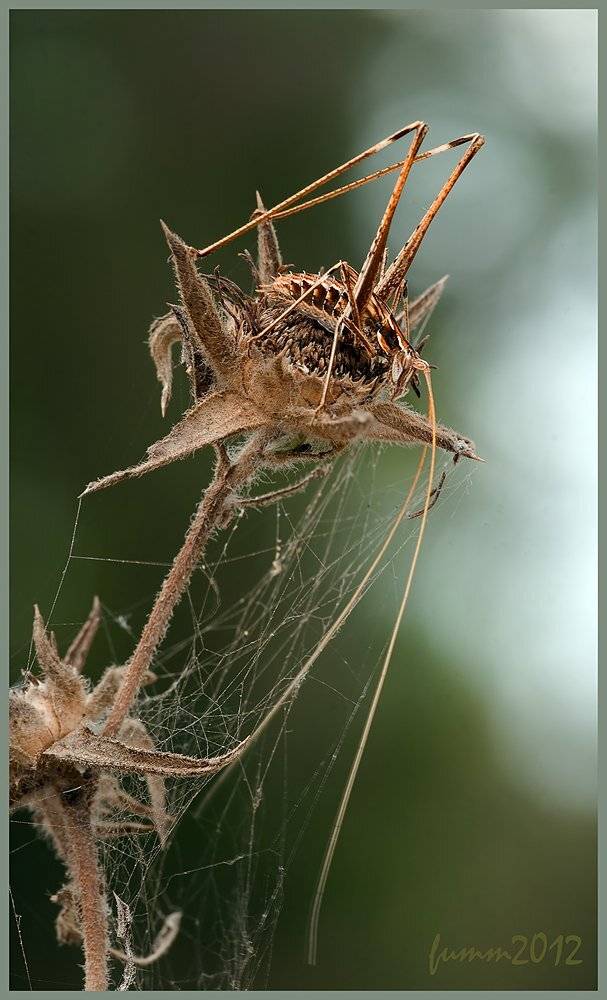 , Игорь ФУММ