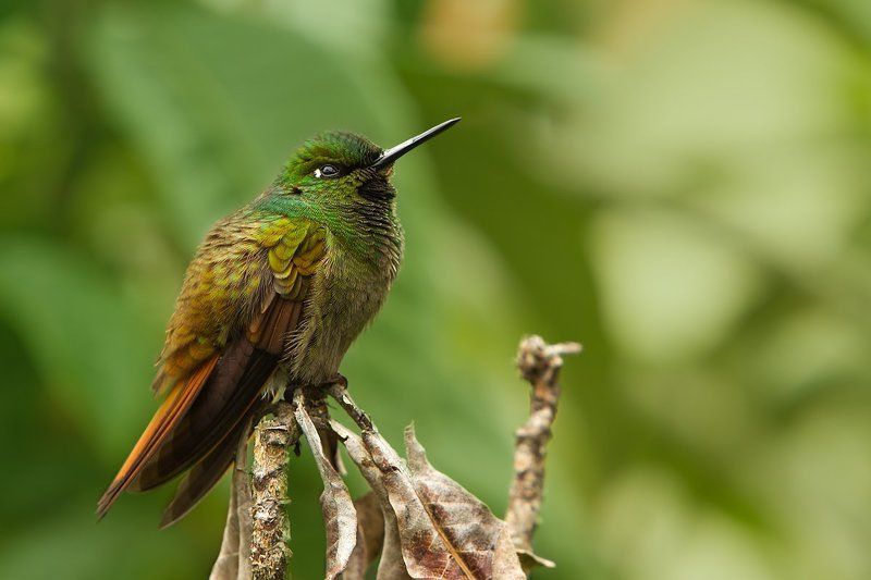 В образе фото превью
