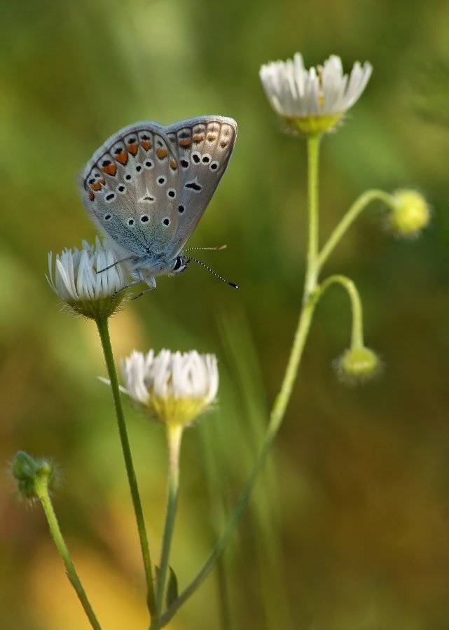 , Чепленко Алексей