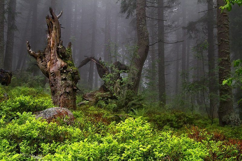 Vitosha forest фото превью