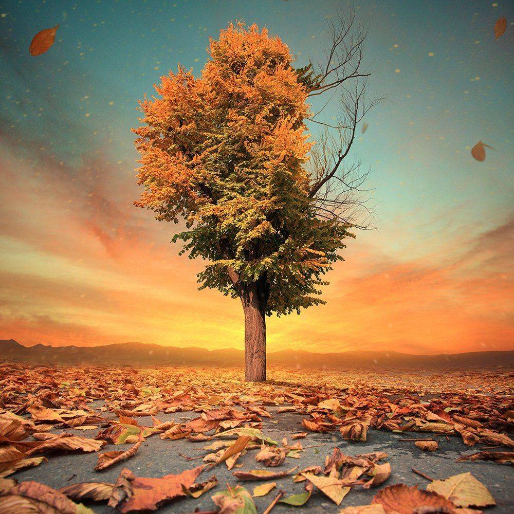 sky, reflection, bird, light, clouds, ground, manipulation, elephant, mounting, wheel, bag, feather, psd, spinner, tutorials, Caras Ionut