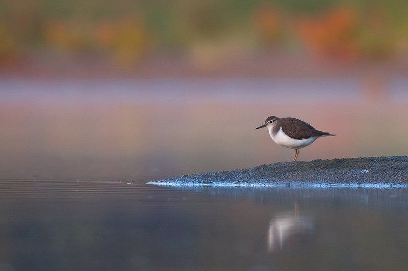 Common Sandpiper фото превью