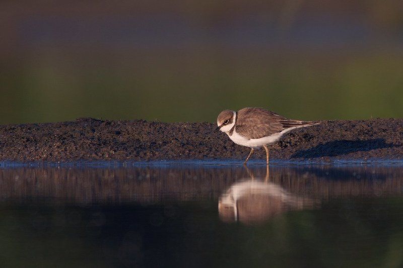 Little Ringed Plover фото превью