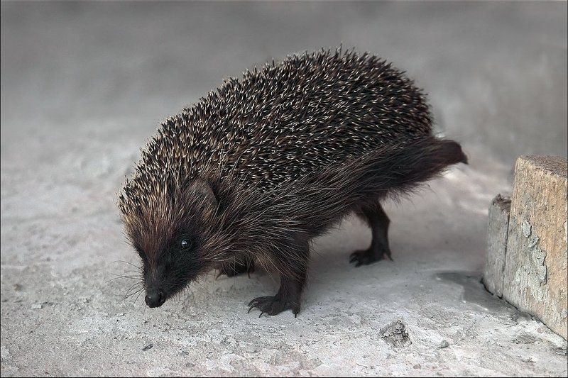 Фулиган :-)))) фото превью