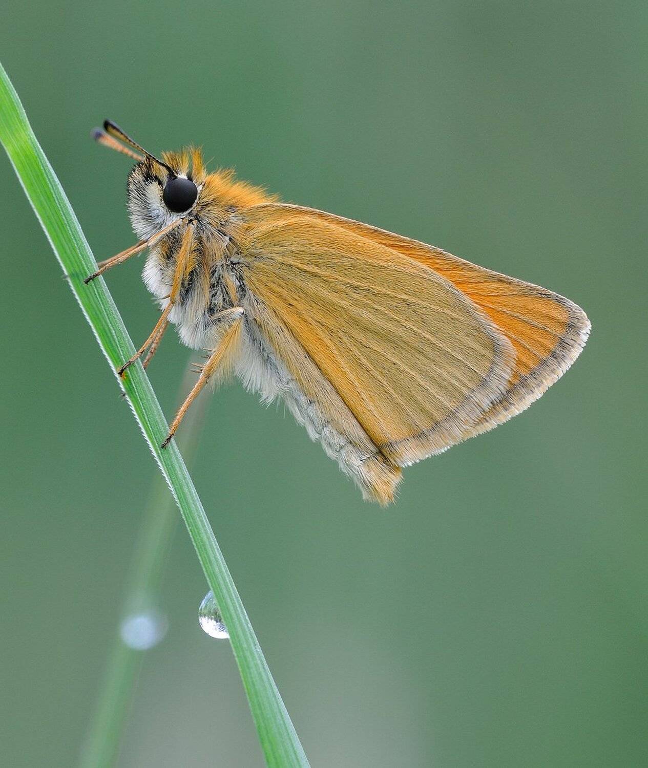 , Кузнецов Дмитрий