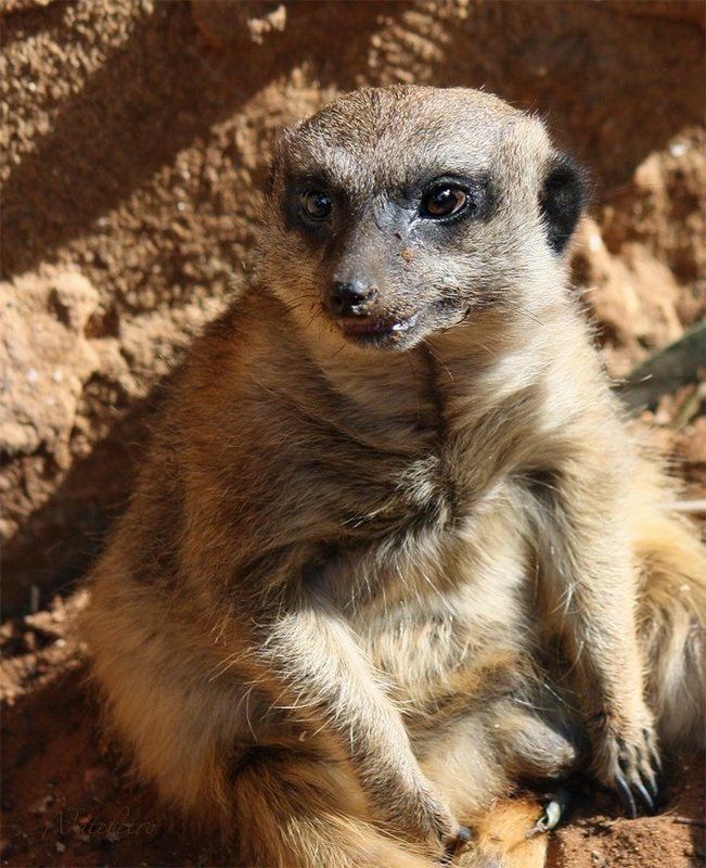 животные, суриката О сурикатах с улыбкой  :) фото превью