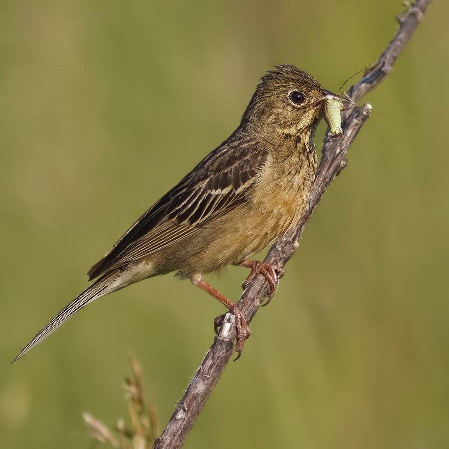 овсянка, Ляпустин Юра
