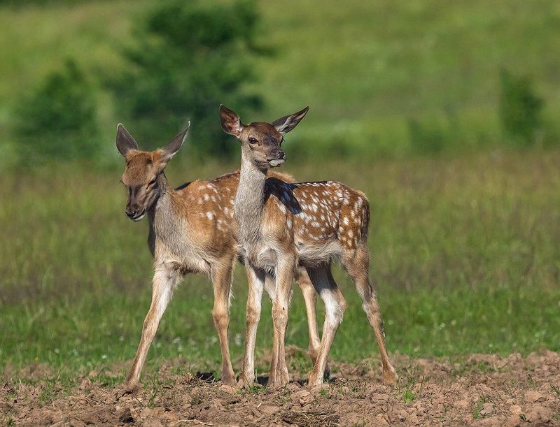 латвия Нам две недели фото превью