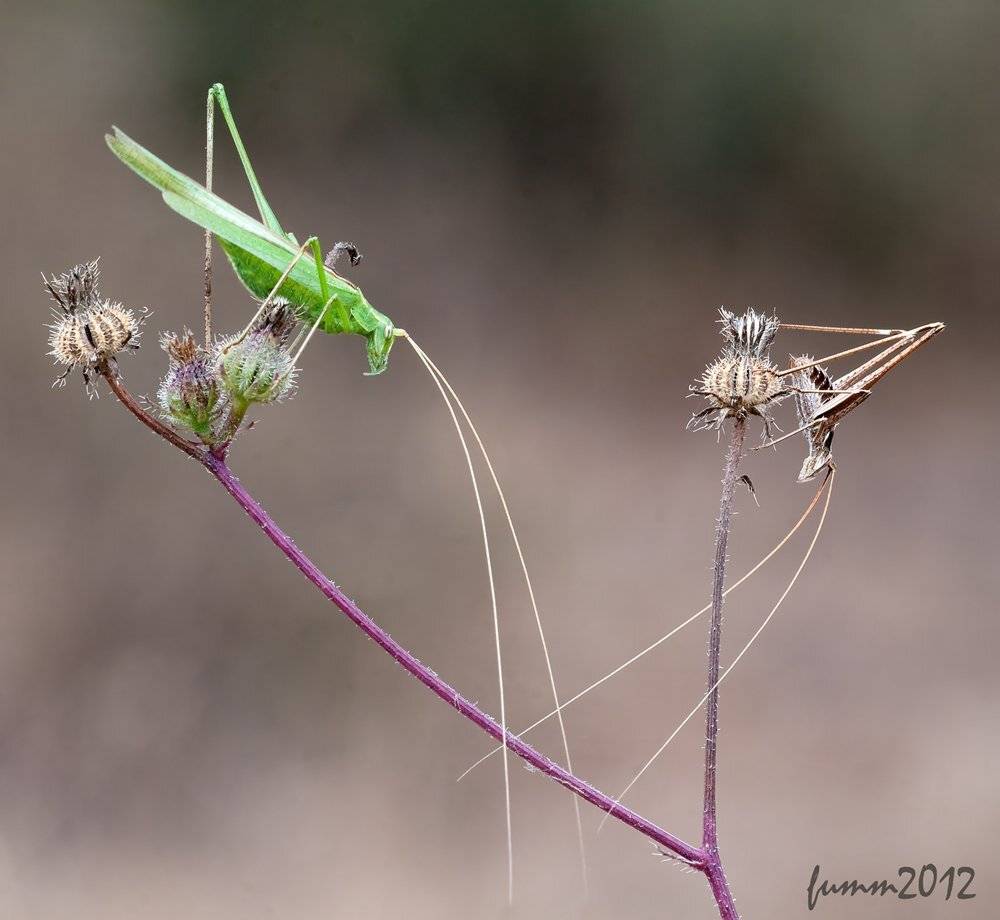 , Игорь ФУММ