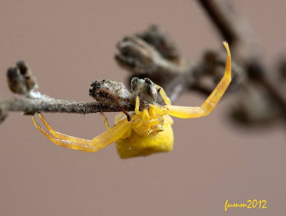 , Игорь ФУММ