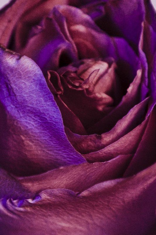 Цветы фото превью