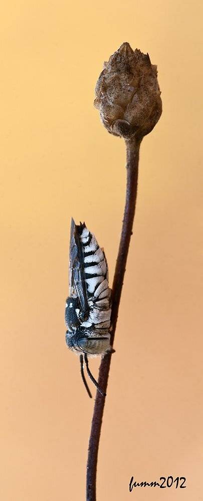 , Игорь ФУММ