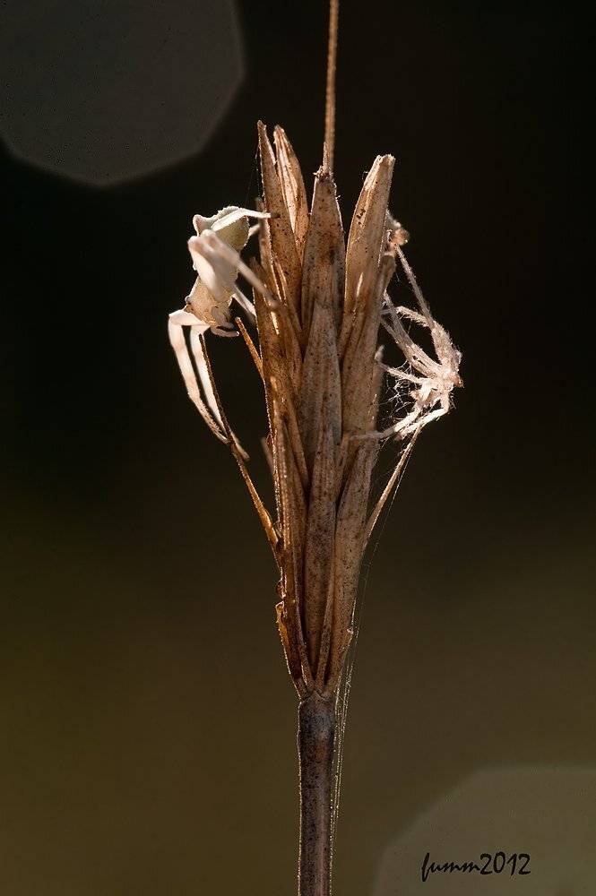 , Игорь ФУММ