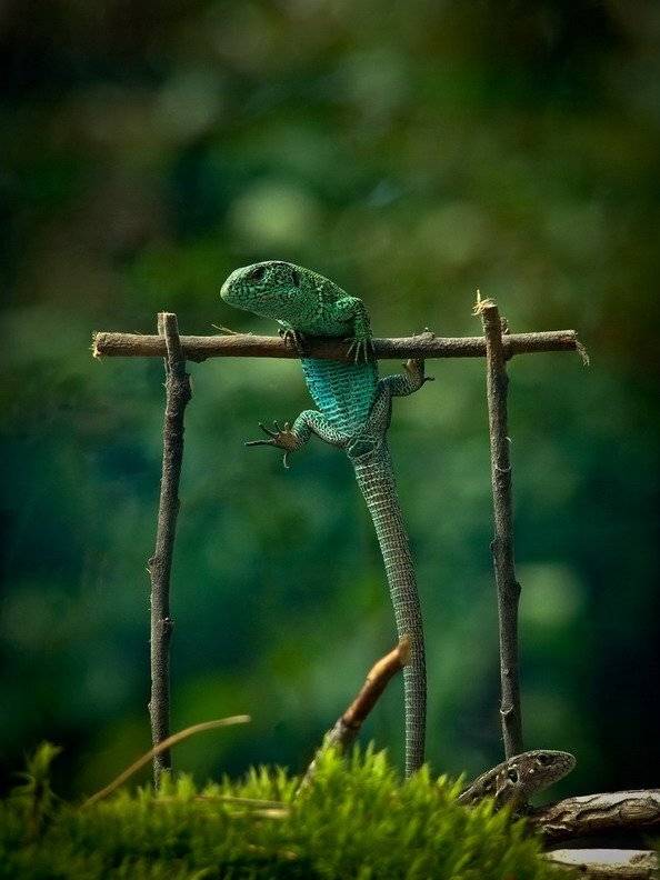 , Вячеслав Мищенко