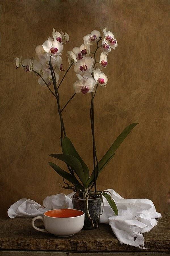 , Петрова Татьяна