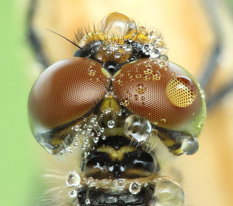 , Сергей Таланов