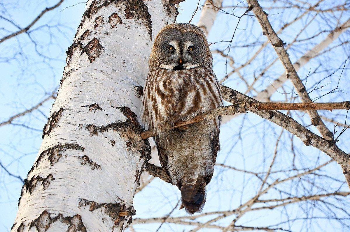 , Анна Аникина