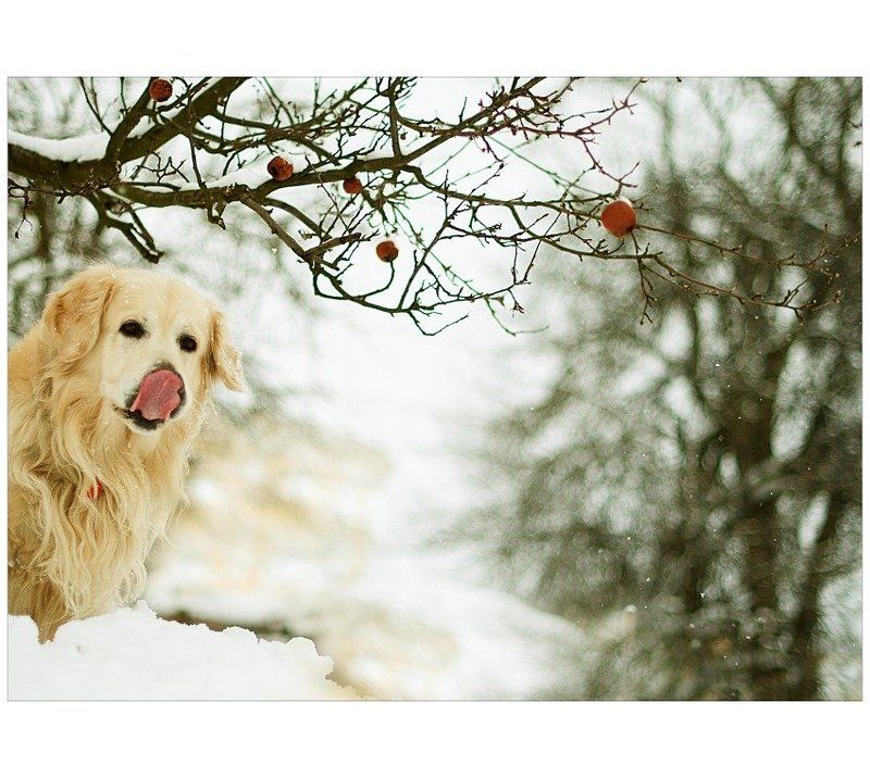 . . . фото превью