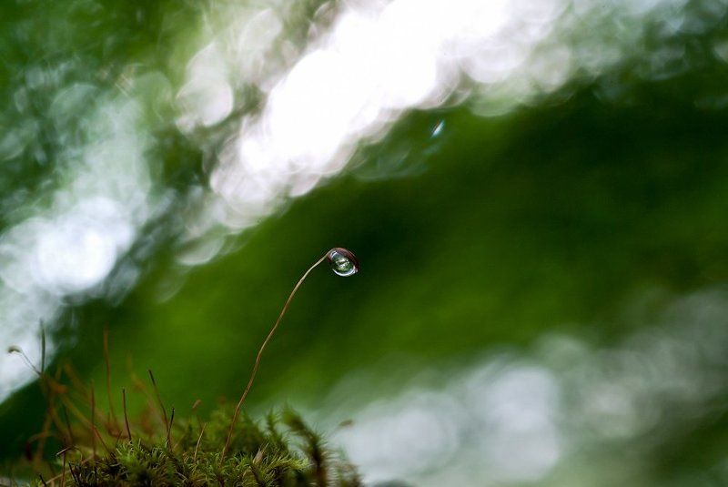 Мох. Лето 2012 года фото превью