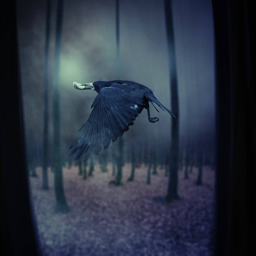 photomanipulation, on, the, basis, of, my, own, photo., Caras Ionut