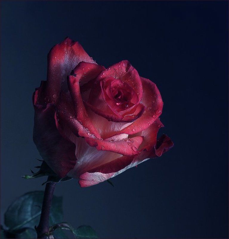 Такие разные розы... фото превью