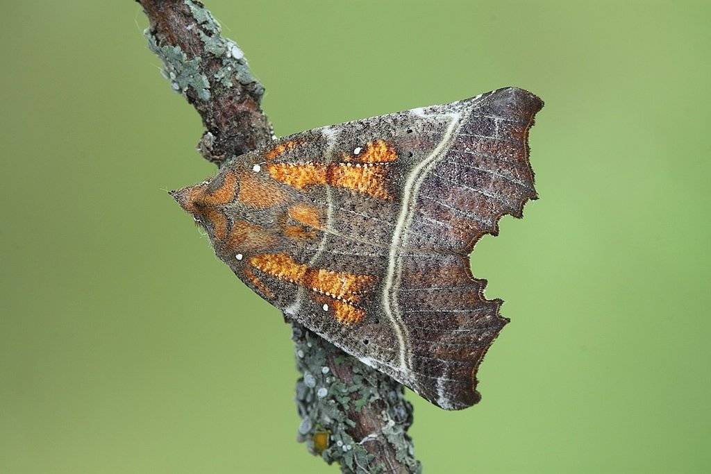 совка, зубчатокрылая, scoliopteryx, libatrix, (linnaeus, 1758), Сергей Таланов