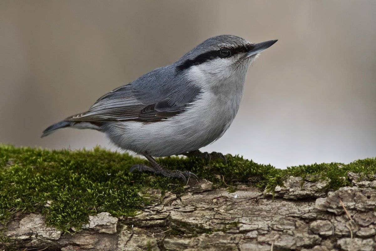 поползень, Ляпустин Юра