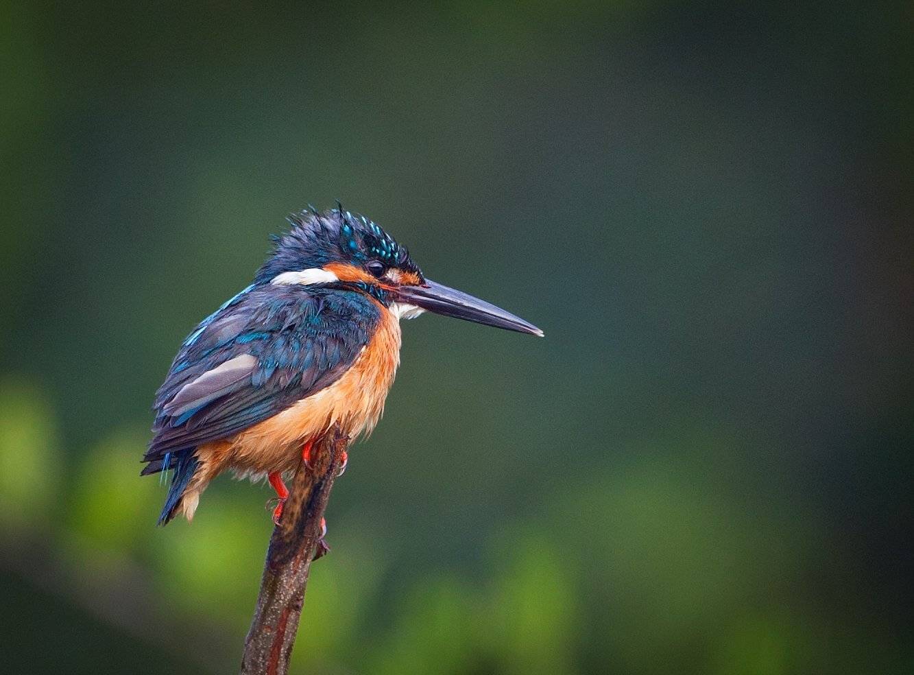 , Андрей Канышев