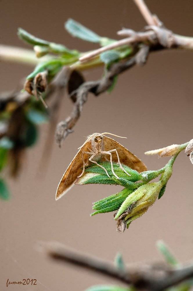 , Игорь ФУММ