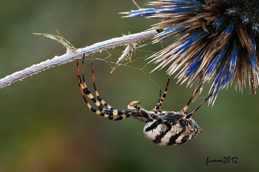 , Игорь ФУММ