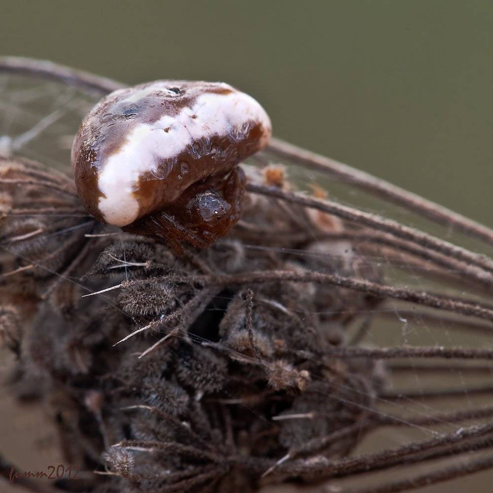 , Игорь ФУММ