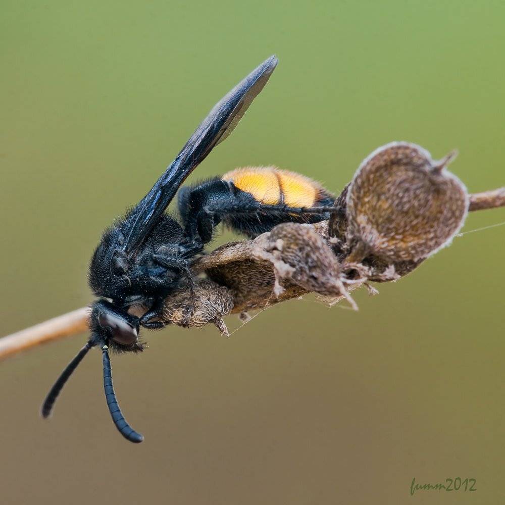 , Игорь ФУММ