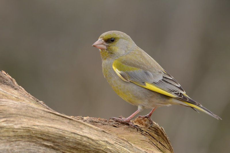 обыкновенная, зеленушка Лесная канарейка фото превью