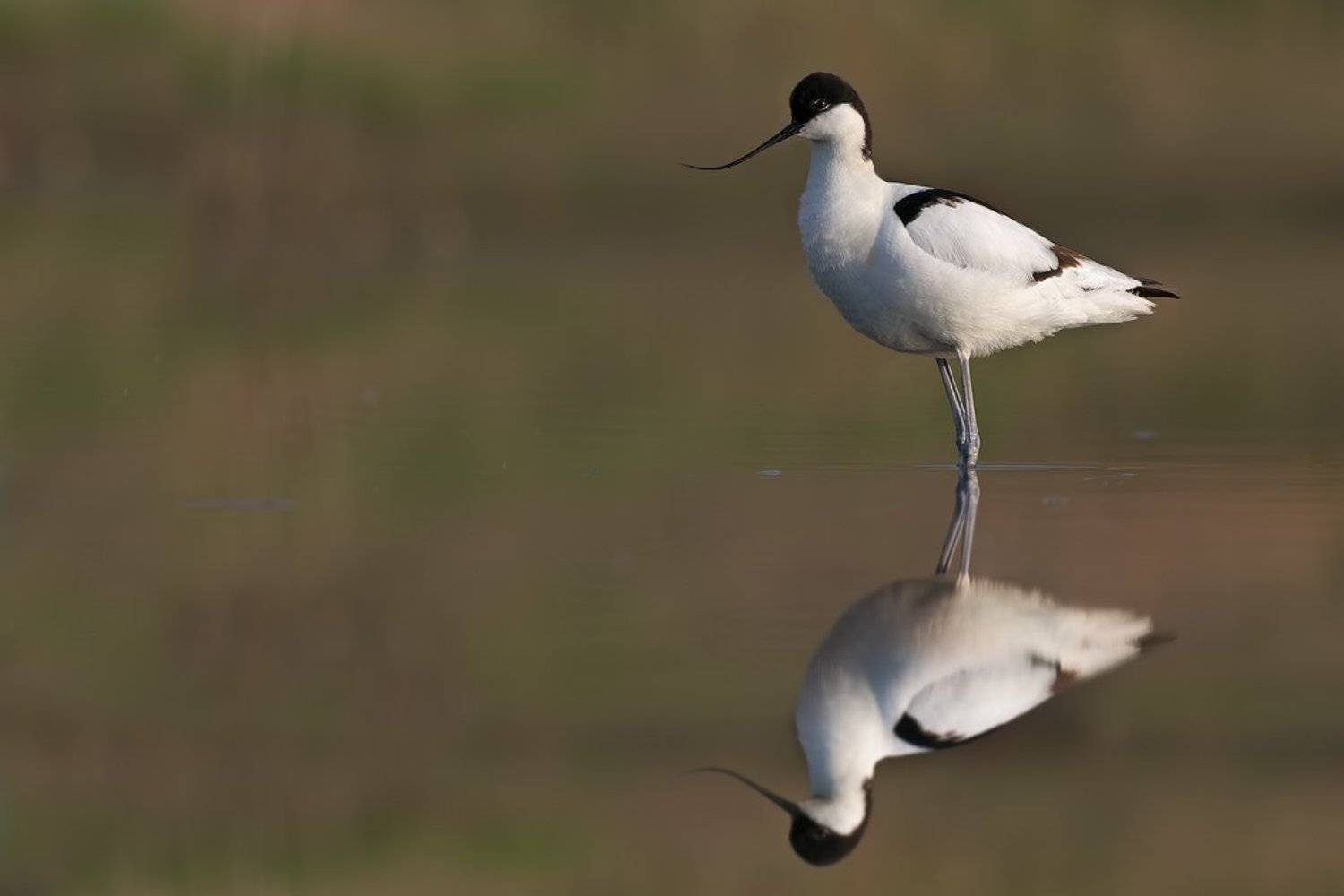 , Евгени Стефанов