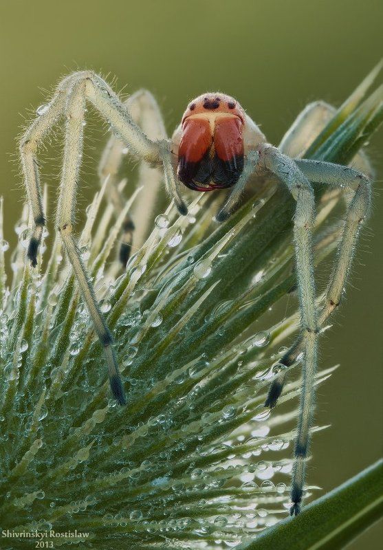 Хищница фото превью